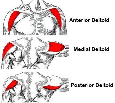 Anatomie schouder. Anterior, medial en posterior deltoid uitgelicht
