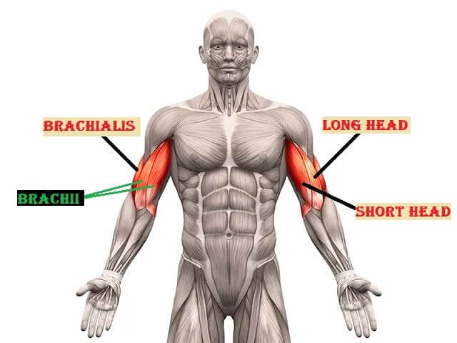 Anatomie van de bicep weergave met brachii en brachialis (korte en lange kop)