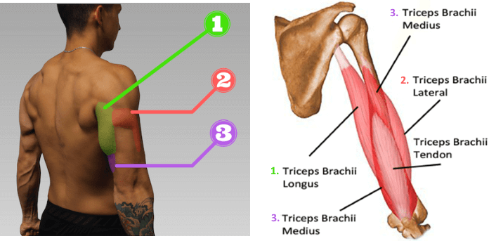 Anatomie van de tricep: laterale kop, mediale kop en lange kop