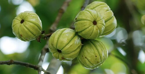 Garcinia Cambogia