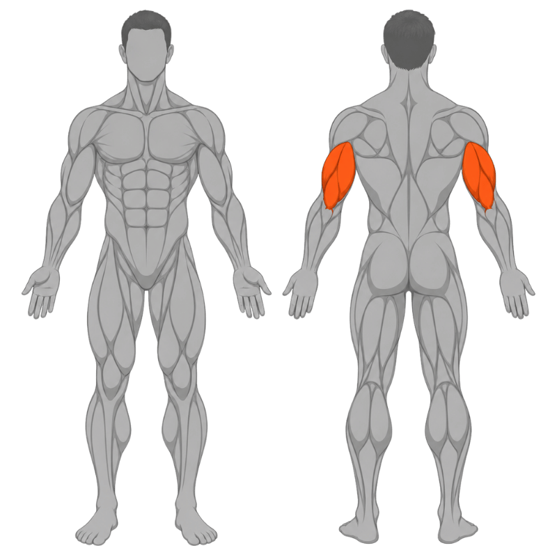 Anatomische illustratie van de bovenarmen met de triceps in oranje gemarkeerd